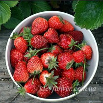Strawberry delivery